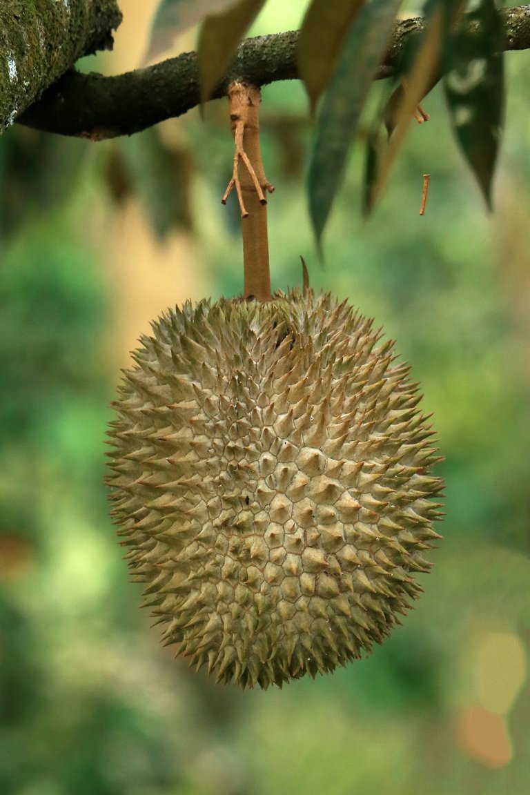 free-photo-of-close-up-of-exotic-fruit-hanging-on-tree-branch.jpeg