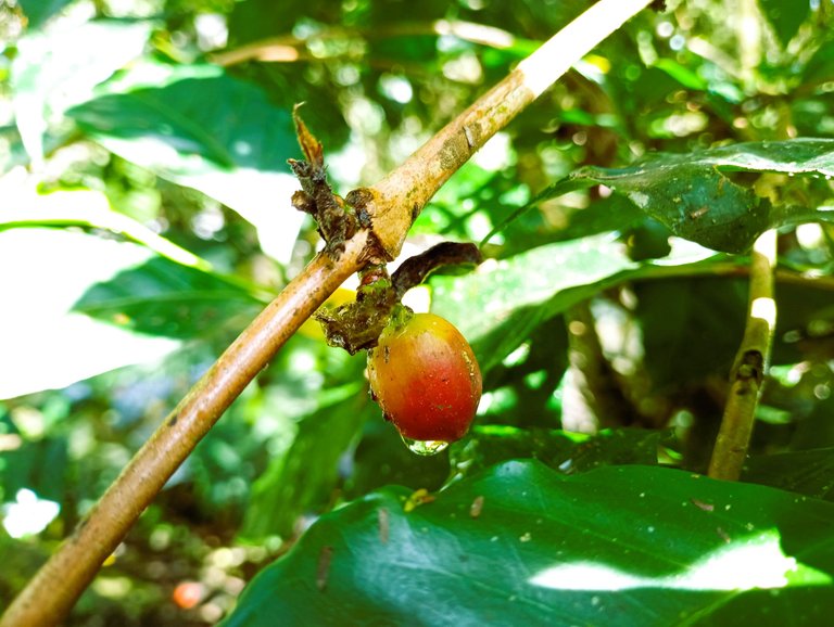 It hadn't rained, yet the air is so moist that a lot of condensation goes on. This is a coffee fruit.