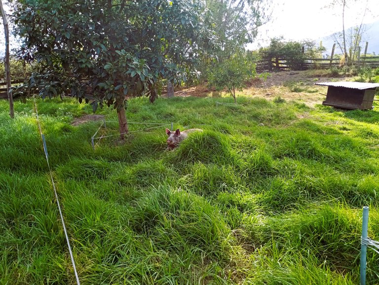 My friend runs an "organic" pig farm and butchery. There are no rules concerning that label in Ecuador, but they really go for as much as they can, pretty much using all the rules from the US that make sense, discarding those that are just bureaucracy. 