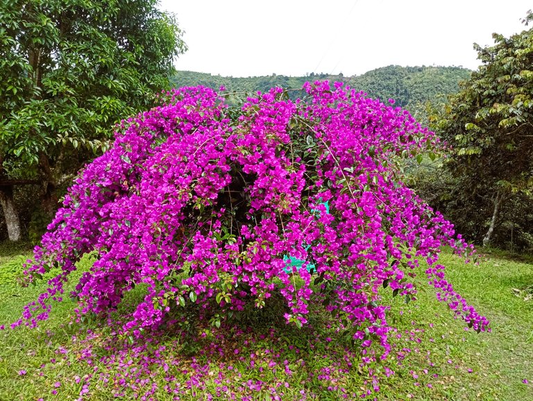 I took this one for @macchiata , since she likes to take pictures of Bougainvillea.