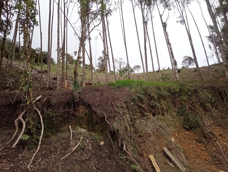 Forestry is a big part of the income within the valley economic system.
