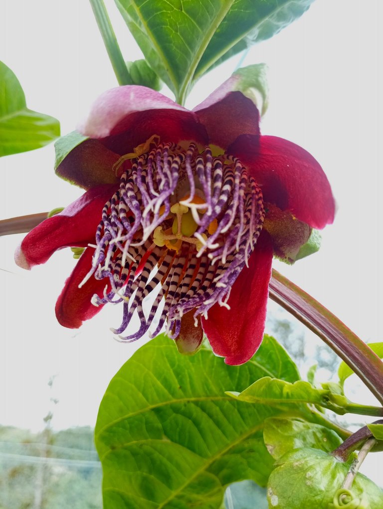 Do you know what fruit that flower turns into? Correct answer gets an HSBI :-) 