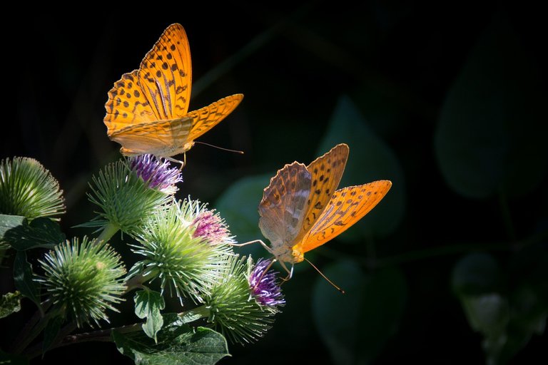 silver-bordered-fritillary-877121_1280.jpg