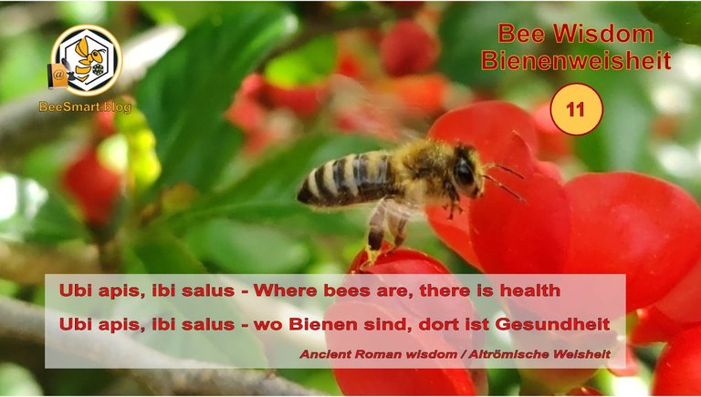 Bienenweisheiten011-Titelbild.jpg