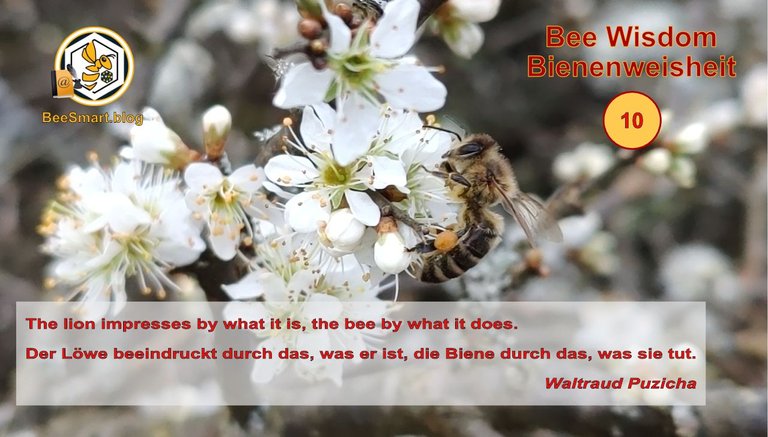 Bienenweisheiten010-Titelbild.jpg