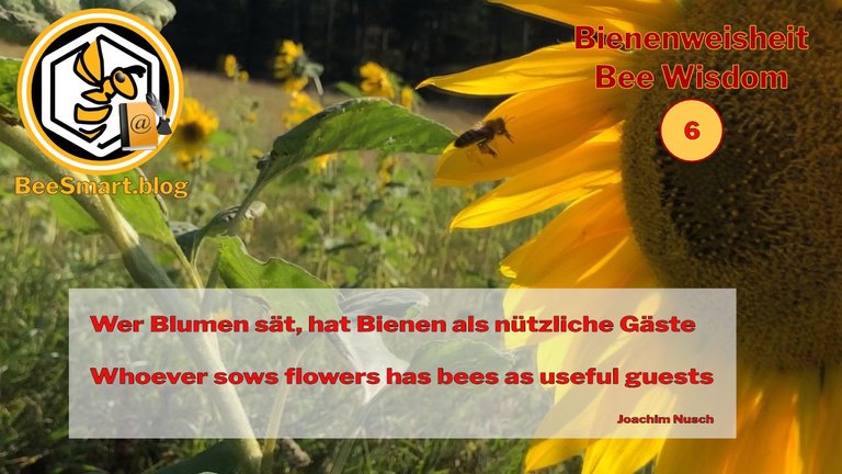 Bienenweisheiten006-Titelbild1.jpg