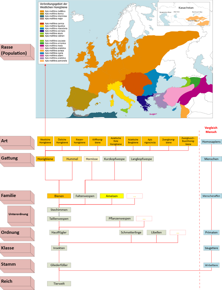 Einordnung-Honigbiene.svg