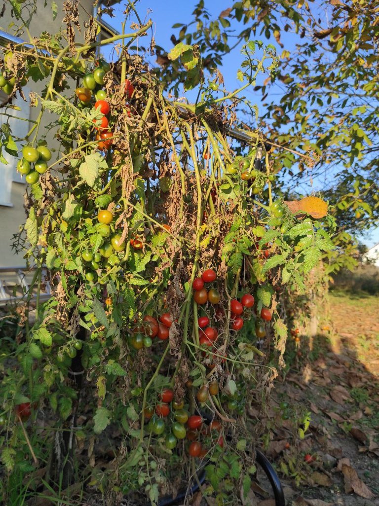 paradajz.jpg