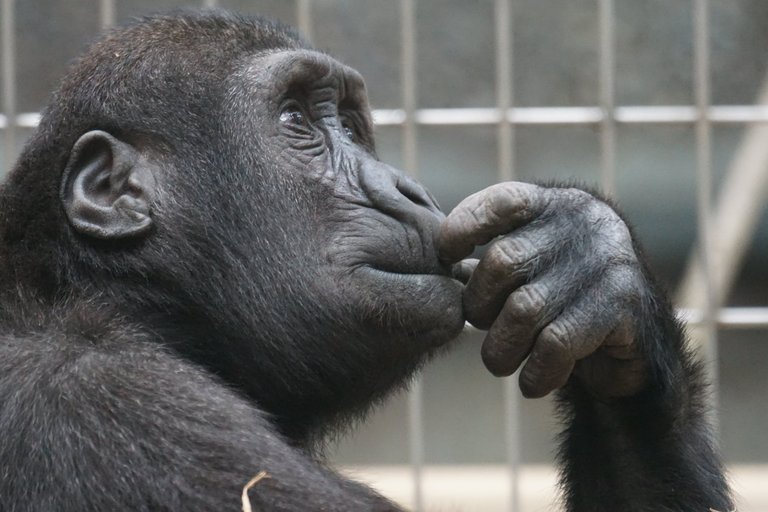 primate-ape-thinking-mimic (1).jpg