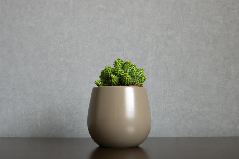 free-photo-of-green-euphorbia-susannae-succulent-plant-growing-in-ceramic-vase-isolated-on-clean-gray-background-centered-on-a-shelf-minimalist-setting-in-sober-earth-tones-with-empty-space-for-text.jpeg