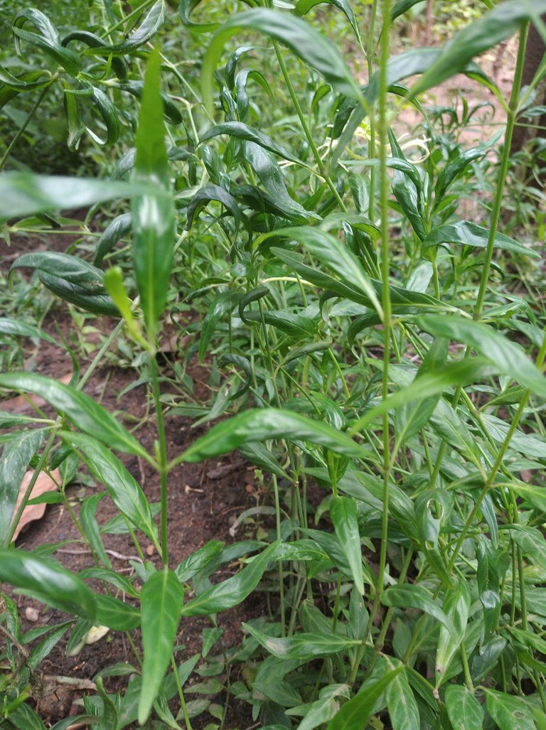 yerba buena sarrapia.jpg