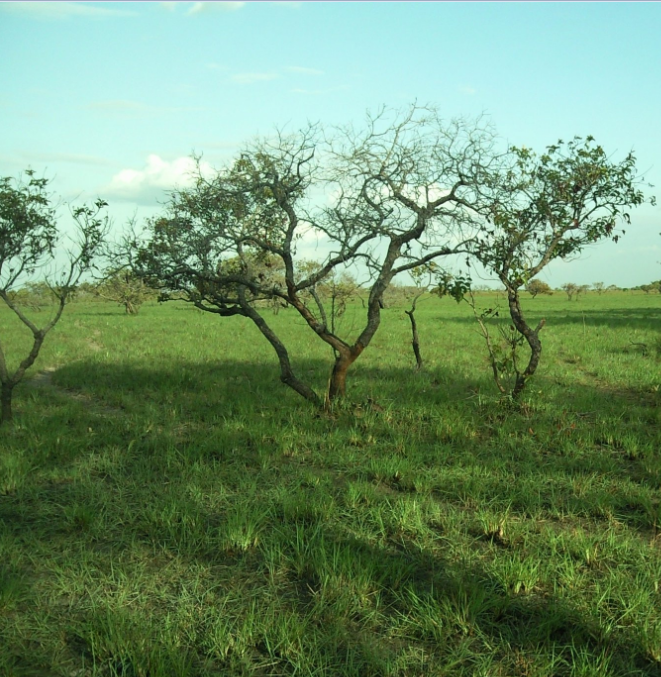 LLANO 5.png