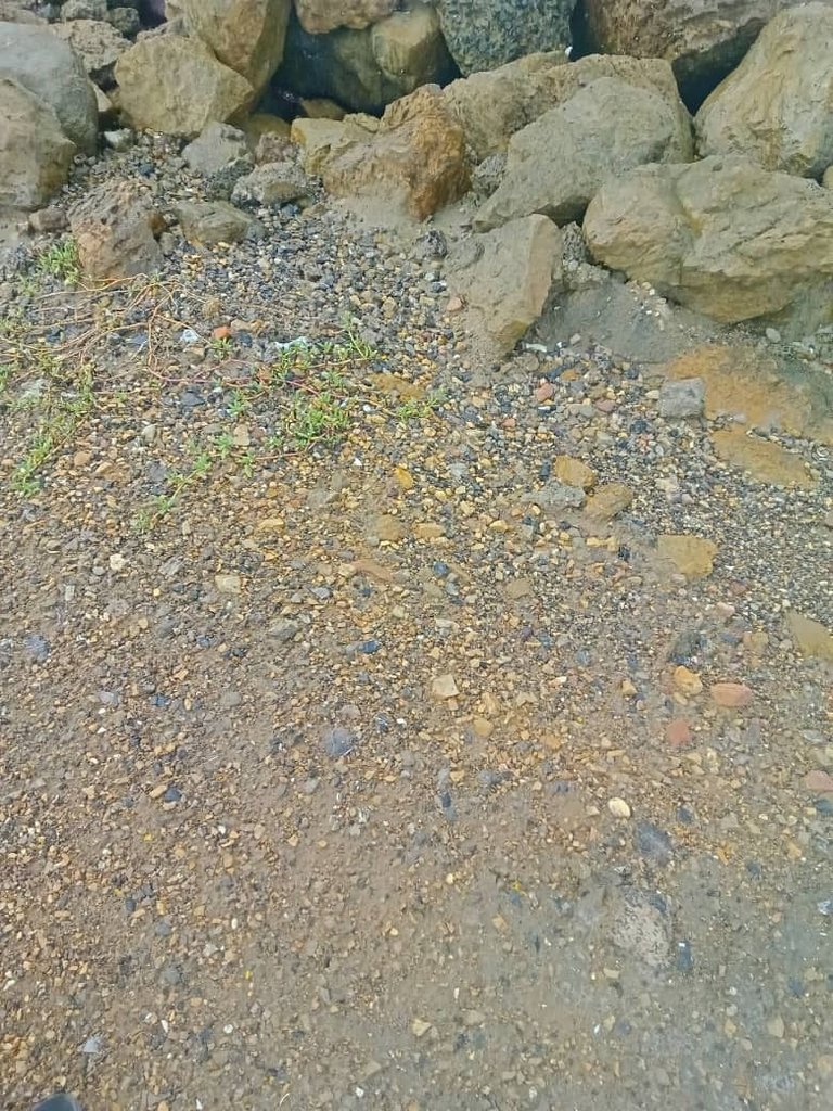 cangrejos y más (16).jpeg