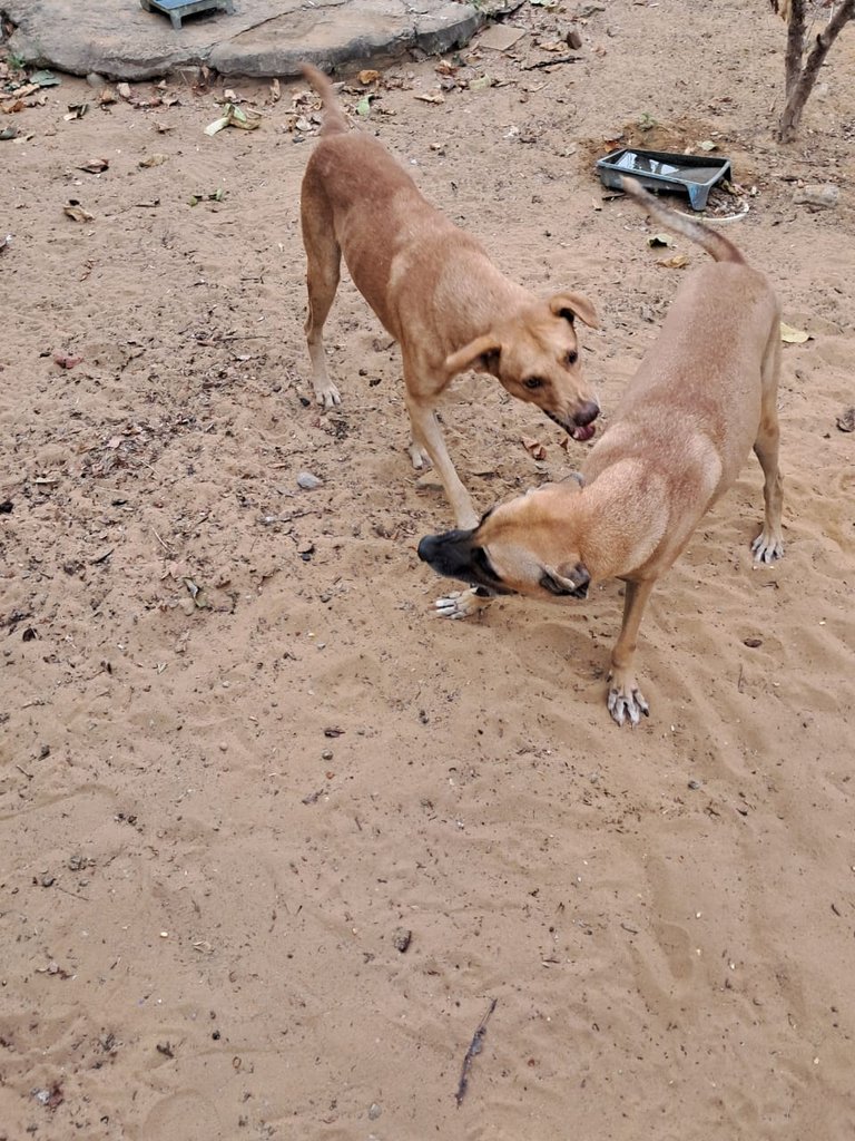 pet (3).jpeg