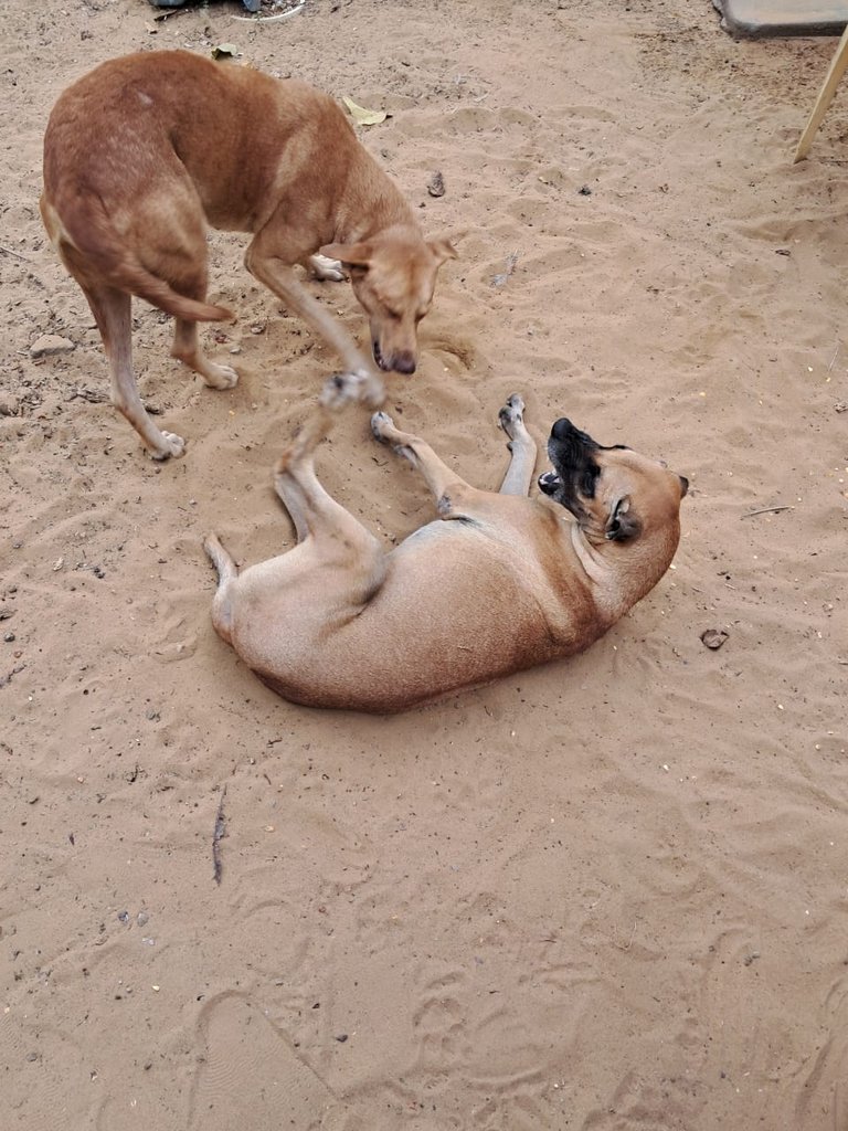 pet (4).jpeg