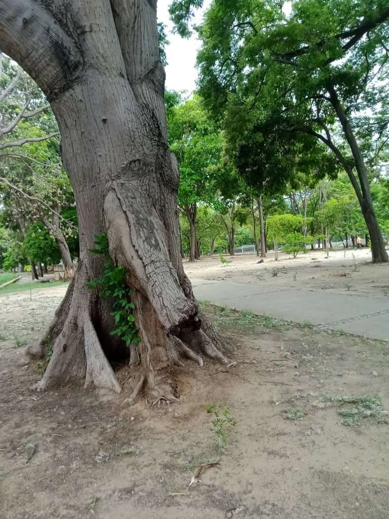 paseo guaiquerí (24).jpeg