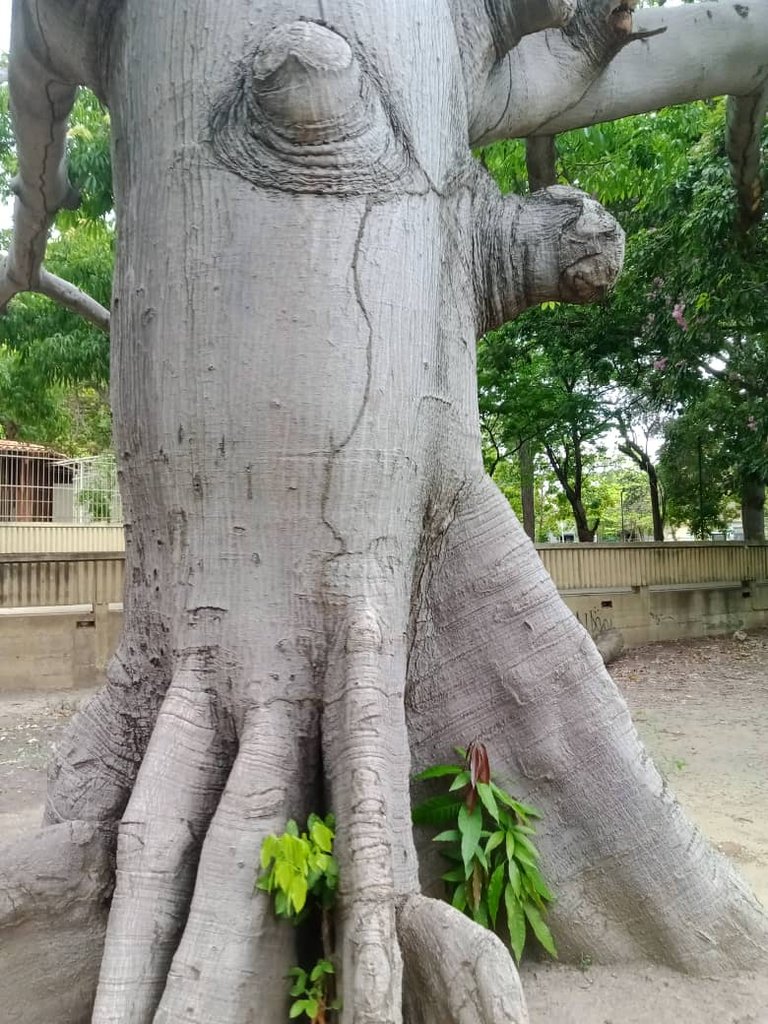 paseo guaiquerí (21).jpeg