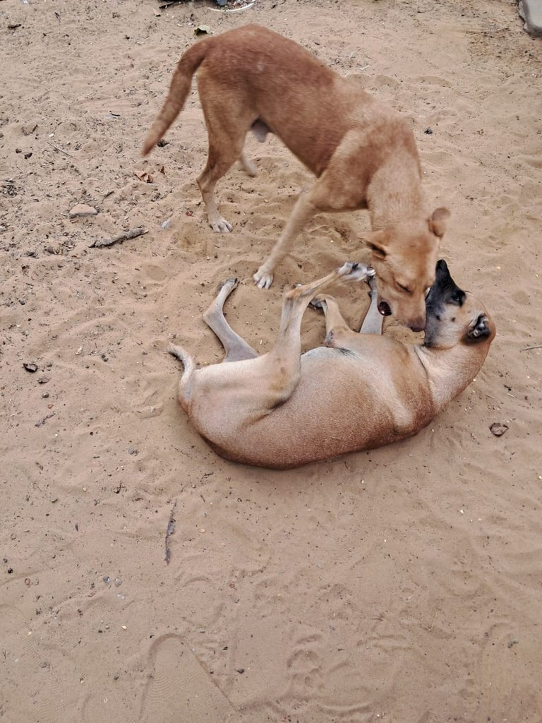 pet (1).jpeg