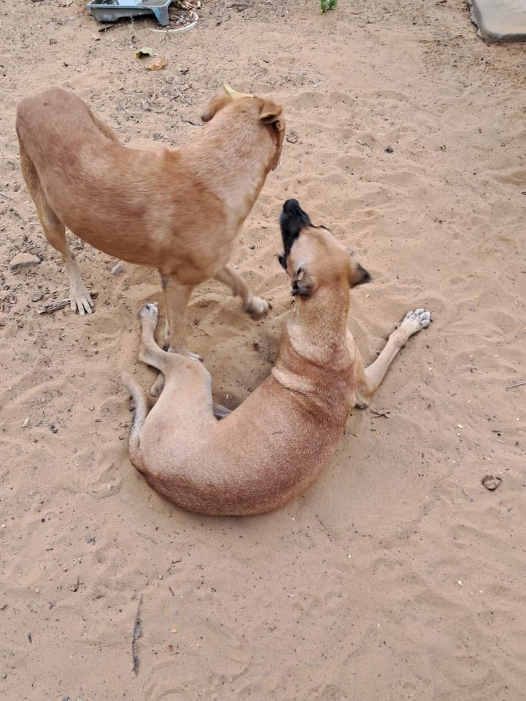 pet (5).jpeg