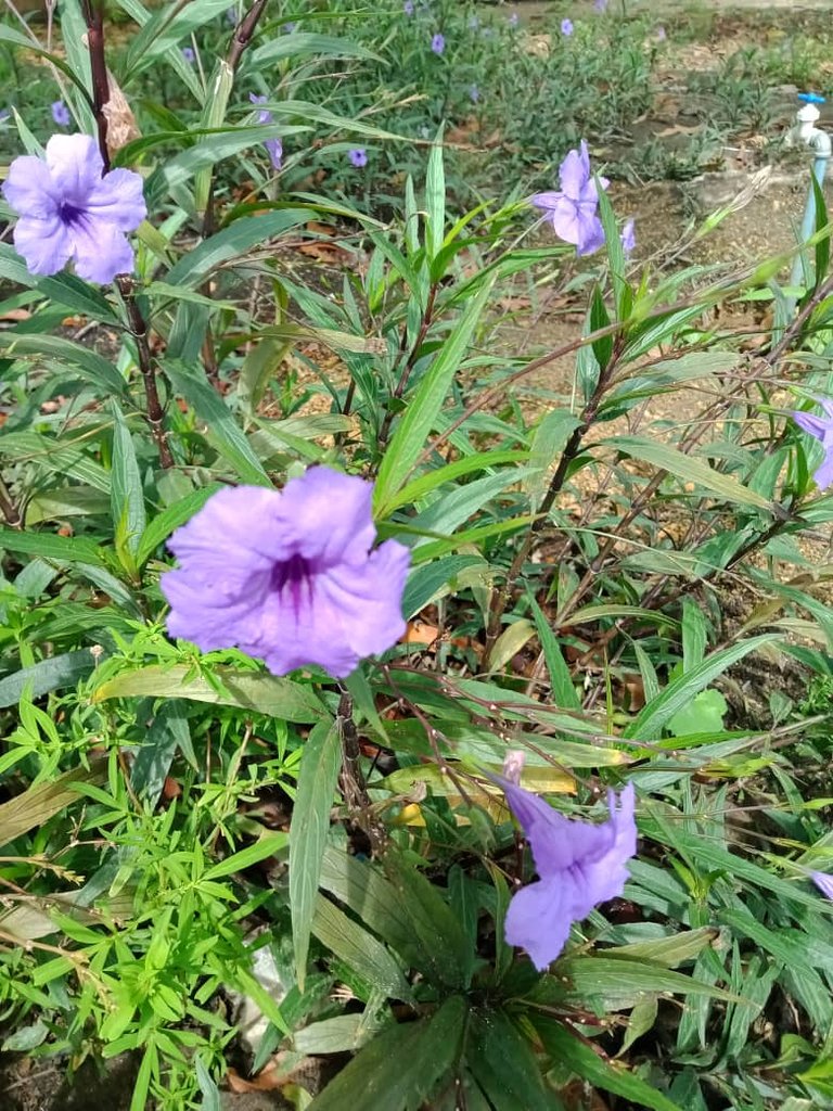 flores y más  (7).jpeg