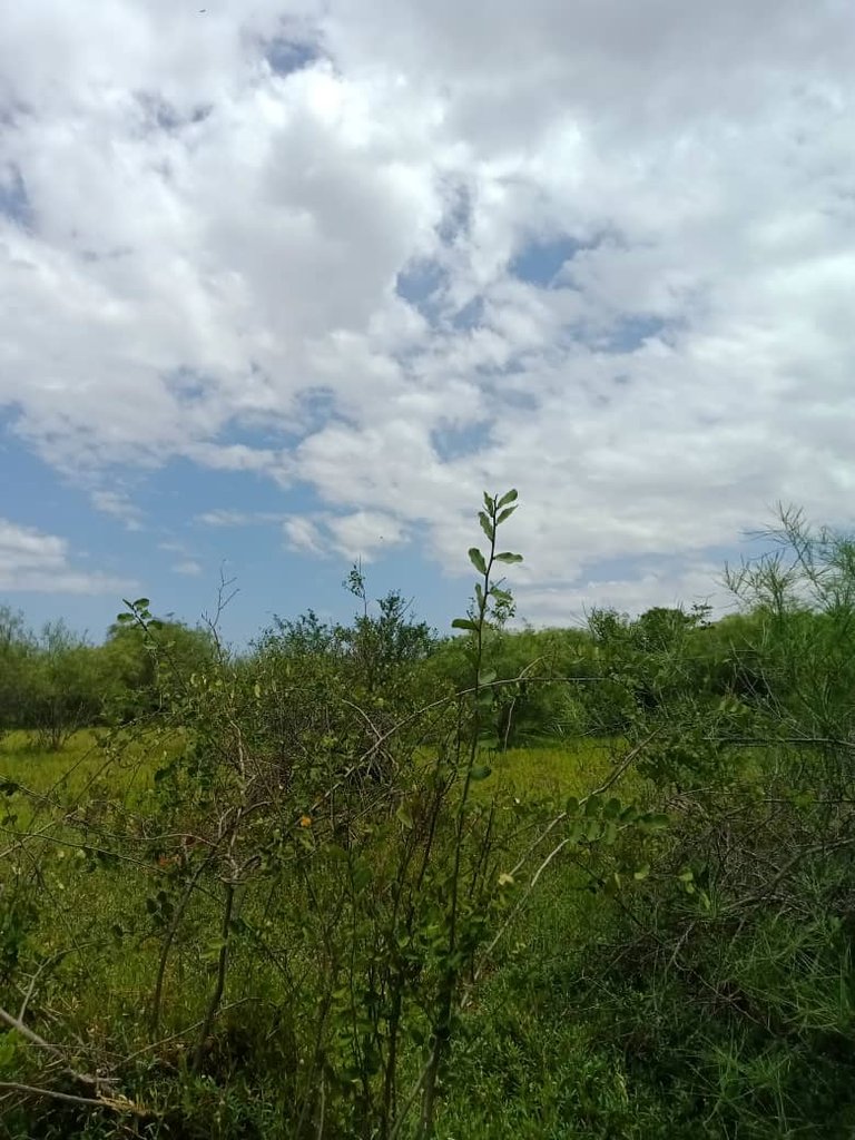 verde verde (9).jpeg