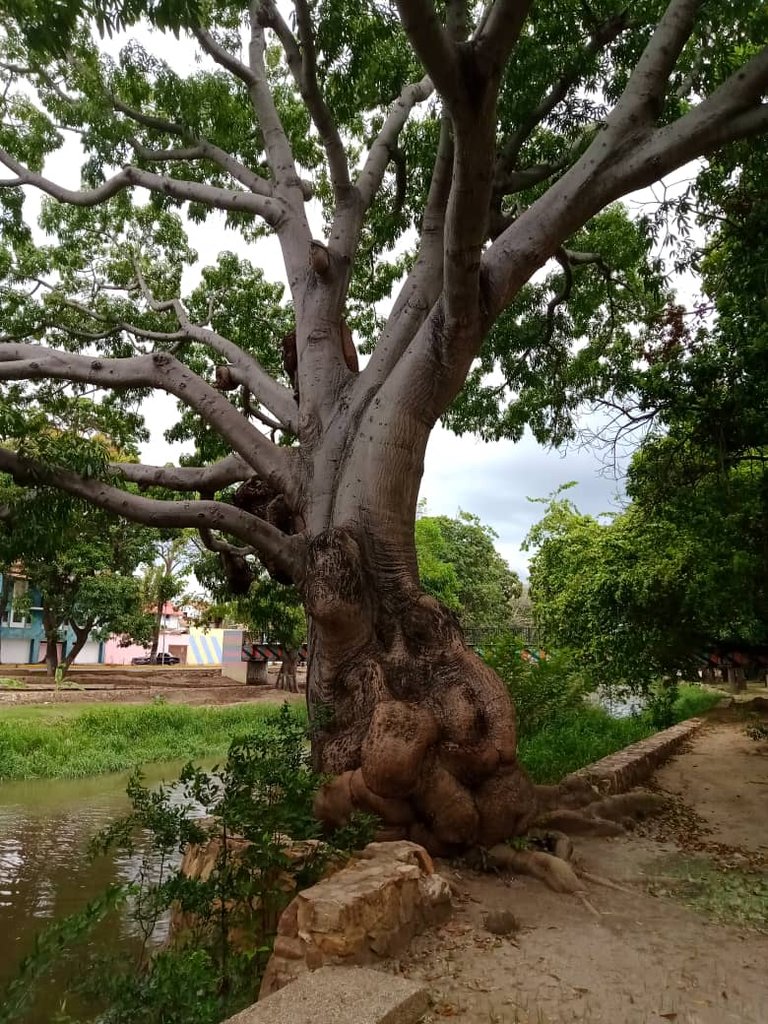 paseo guaiquerí (14).jpeg