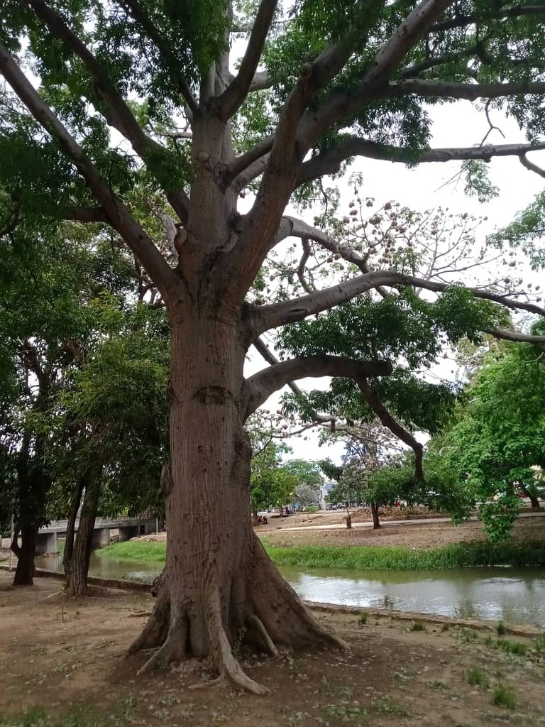 paseo guaiquerí (1).jpeg