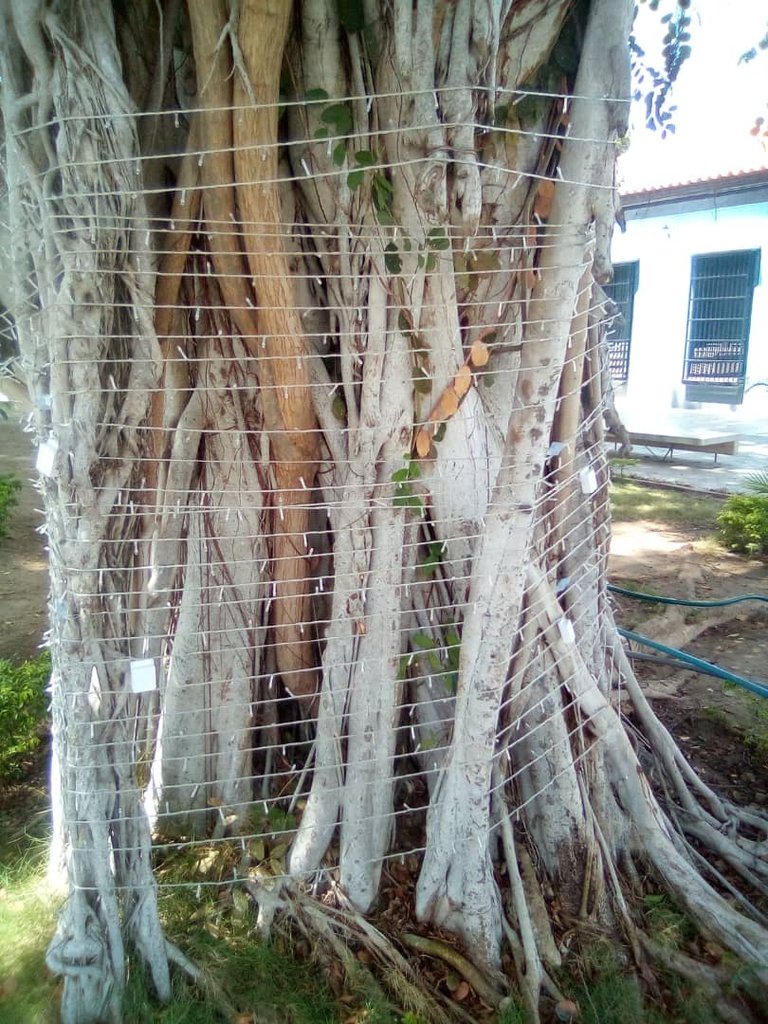 plaza bolívar cumaná (8).jpeg