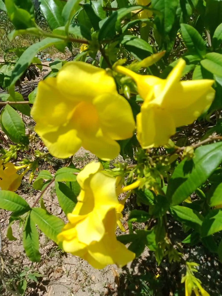 flores amarillas (2).jpeg