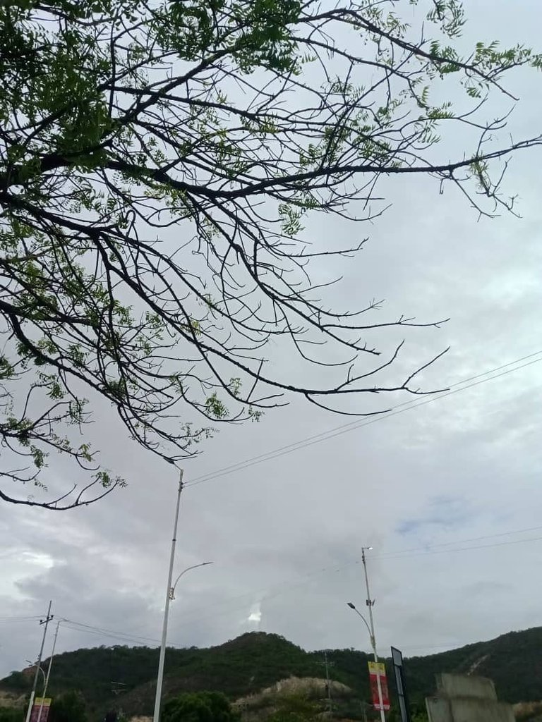 caripe (6).jpeg