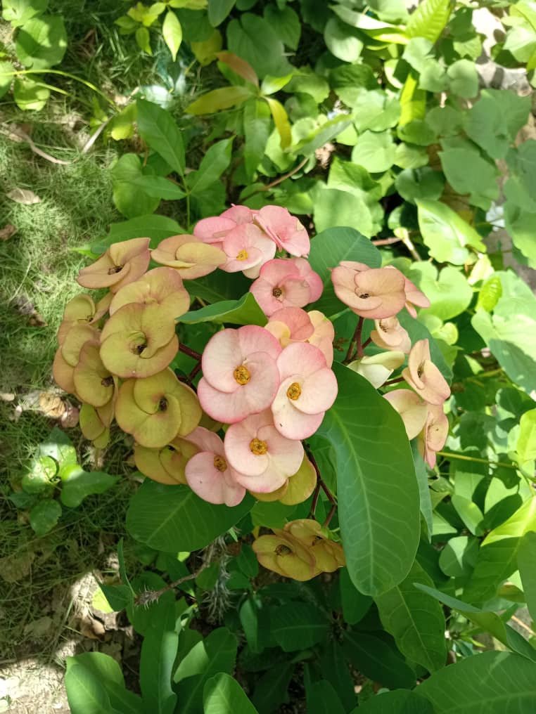 NATURE (4).jpeg
