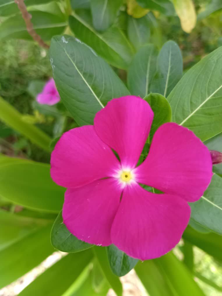 NATURE (6).jpeg