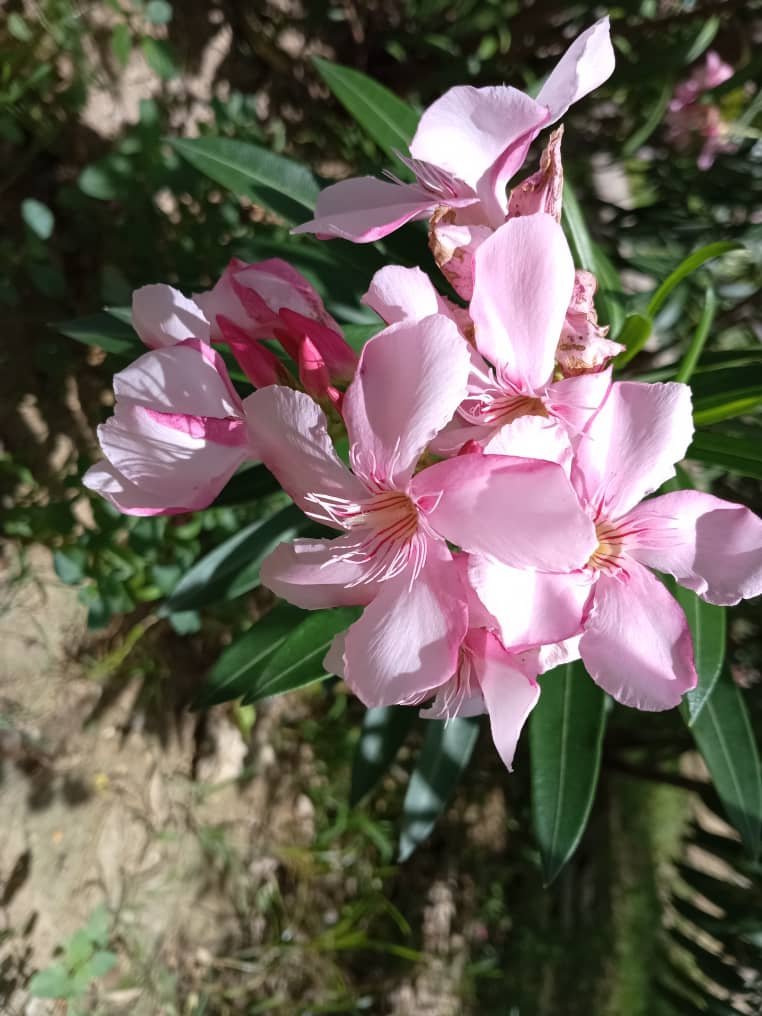 NATURE (7).jpeg