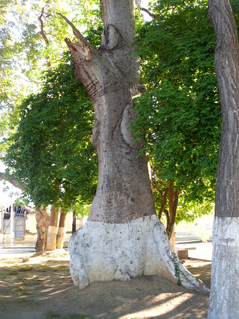 naturaleza asombrosa (6).JPG