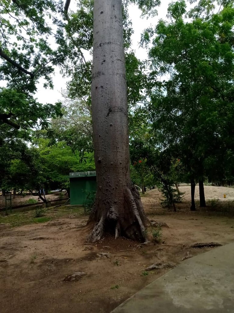 paseo guaiquerí (9).jpeg