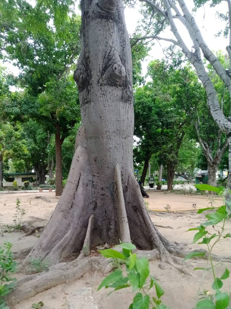 paseo guaiquerí (4).jpeg