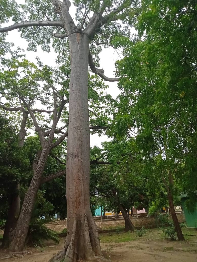 paseo guaiquerí (5).jpeg