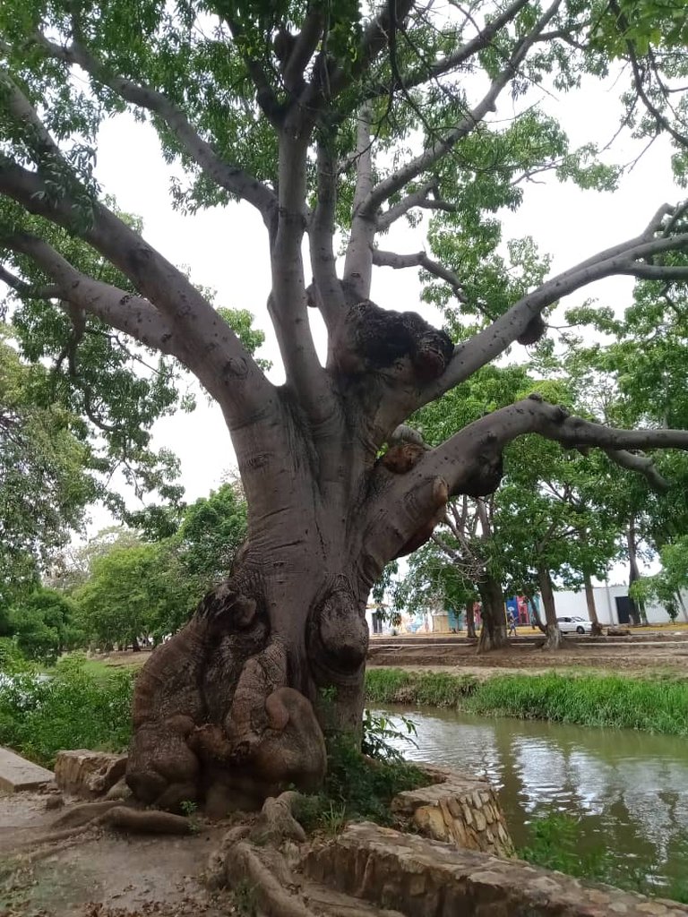 paseo guaiquerí (17).jpeg
