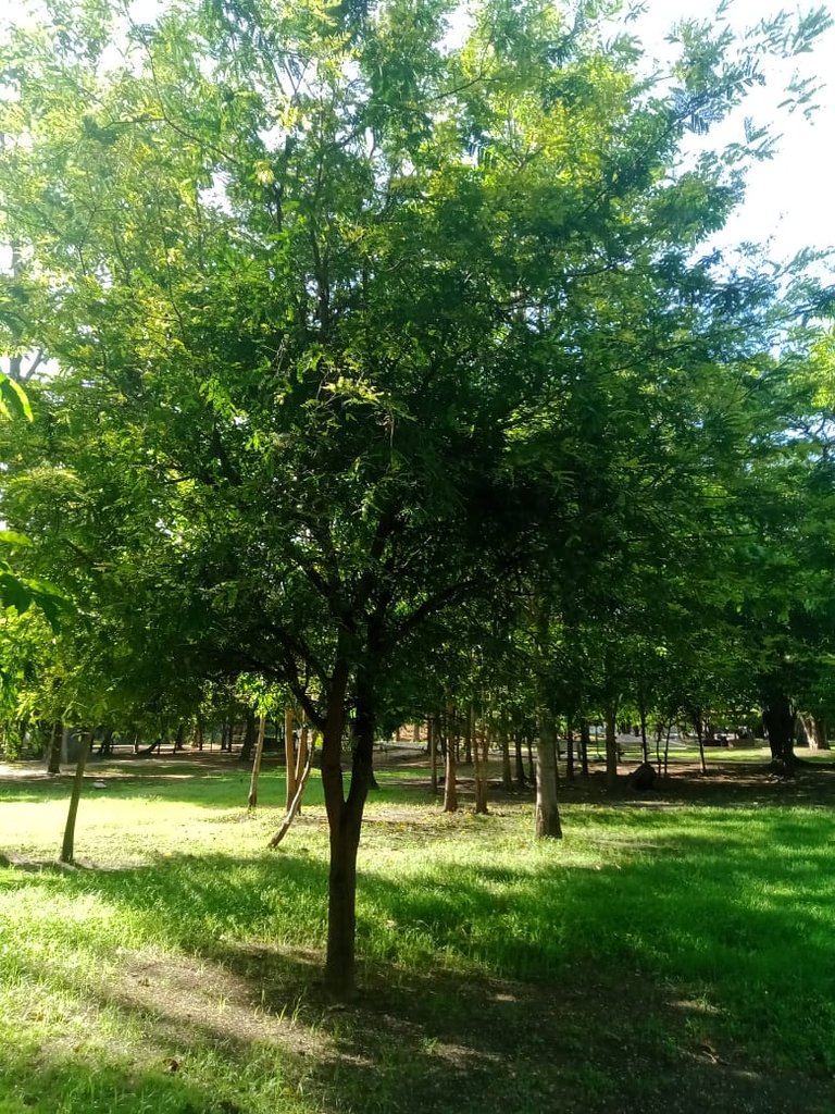 Conc. hojas (12).jpeg