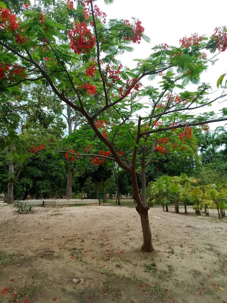 paseo parque (3).jpeg
