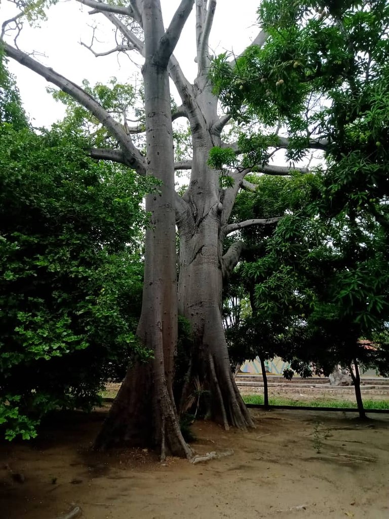 paseo guaiquerí (8).jpeg