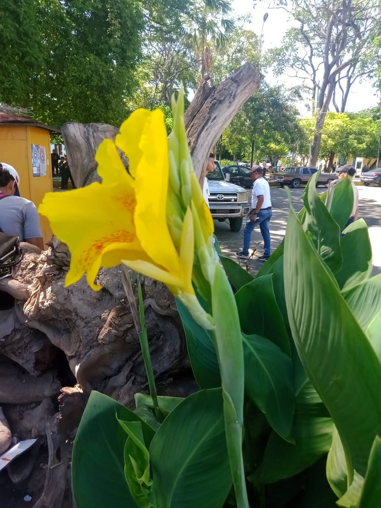 lotus (3).jpeg