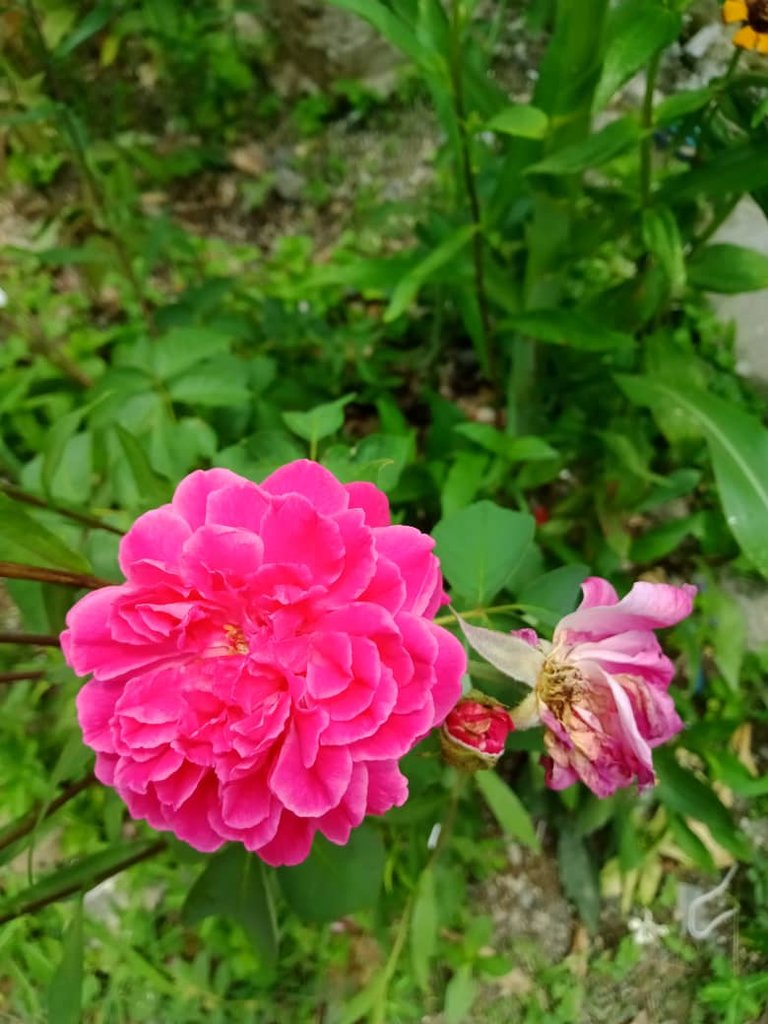 rosa (2).jpeg