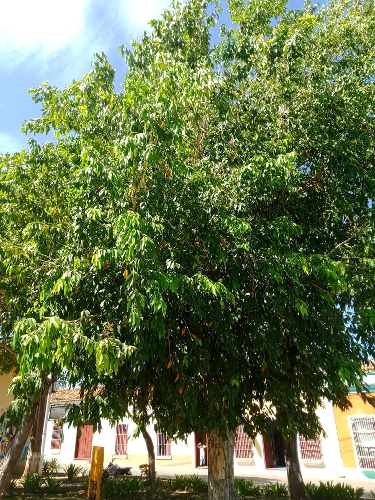 jardín gab. cult (5).jpeg