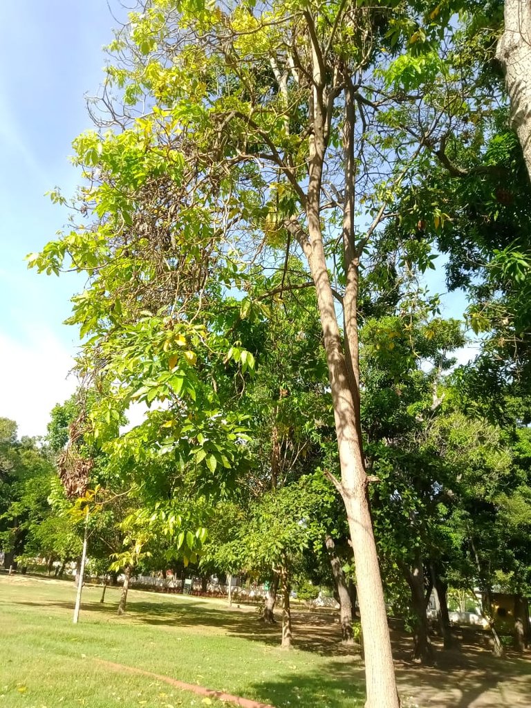 Conc. hojas (18).jpeg