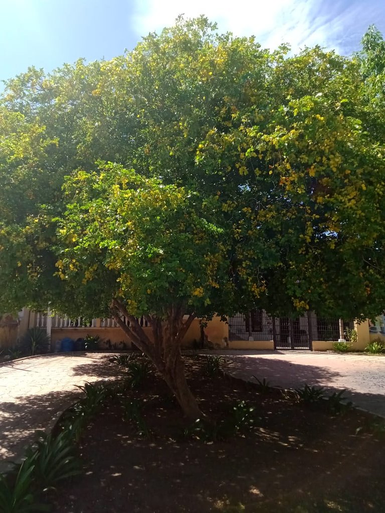 jardín gab. cult (6).jpeg