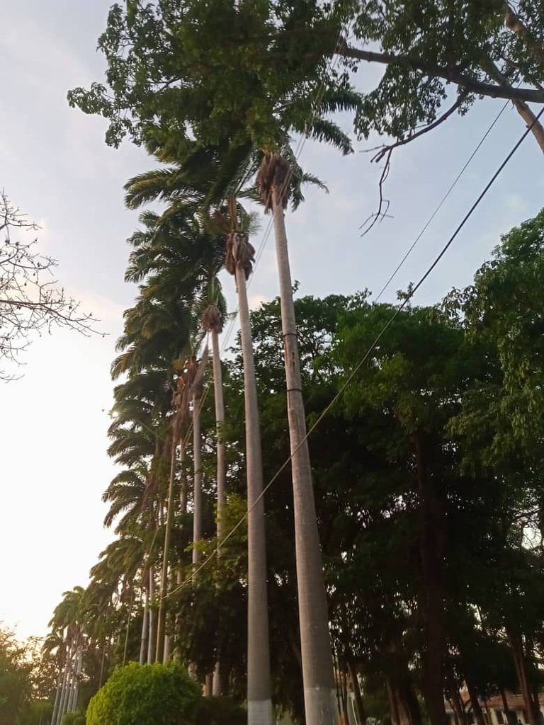 paseo vespertino parque ayacucho (2).jpeg
