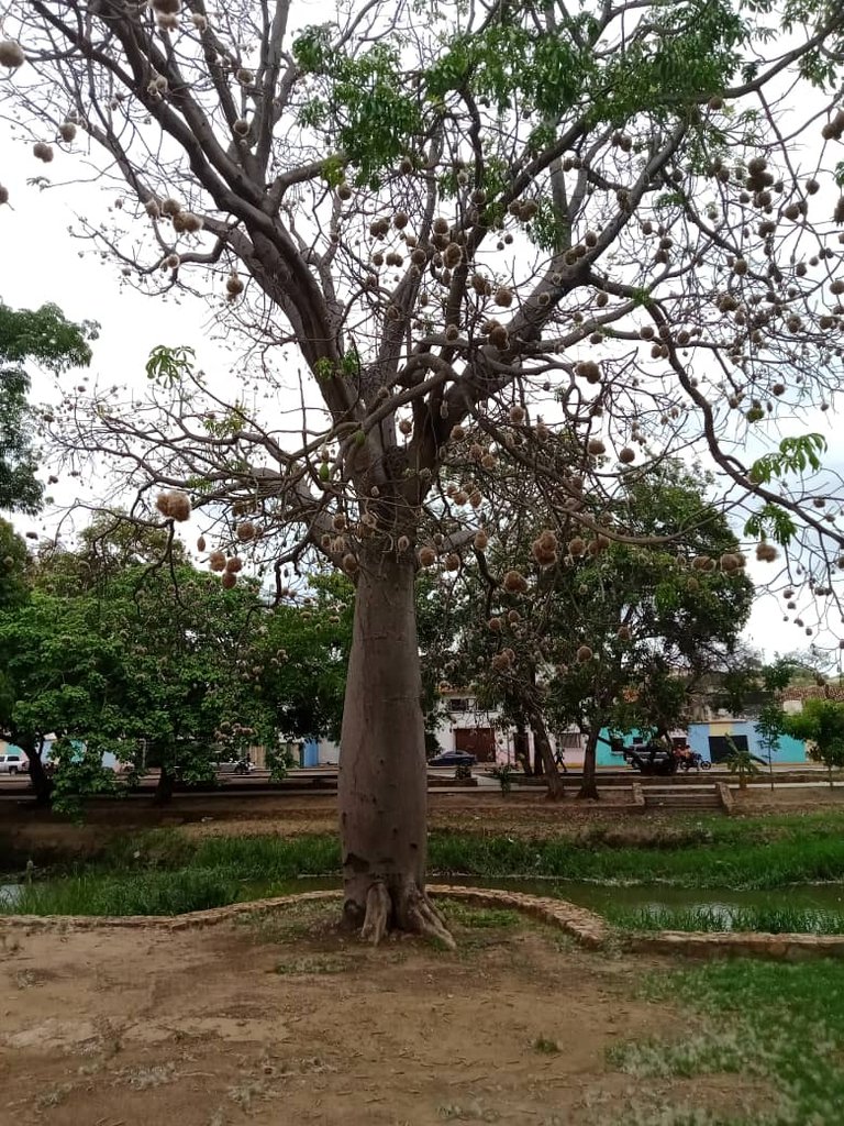 paseo guaiquerí (6).jpeg