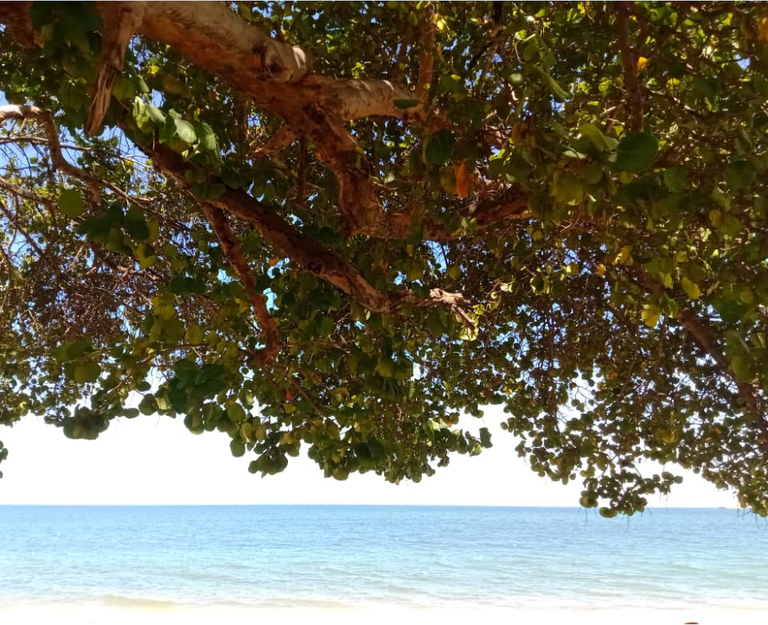 playa.png