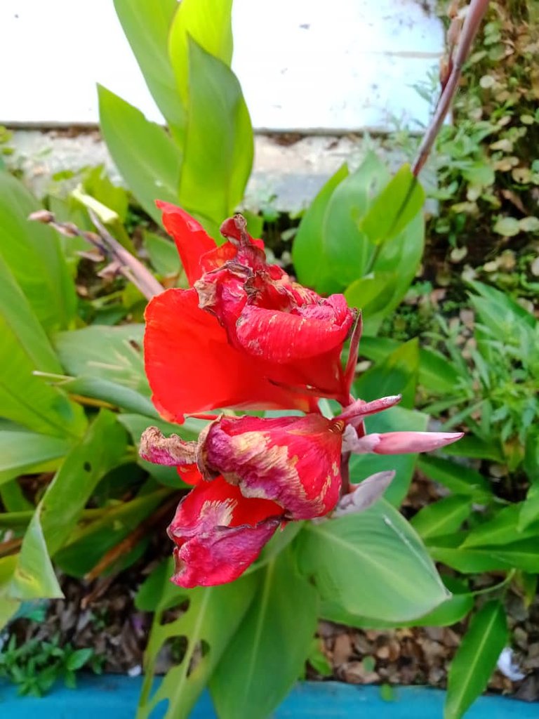 nature (5).jpeg